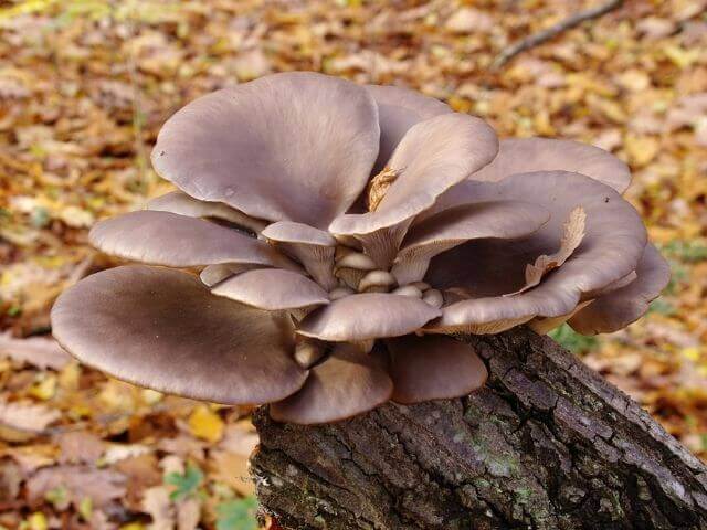 A cluster of oyster mushrooms on a log