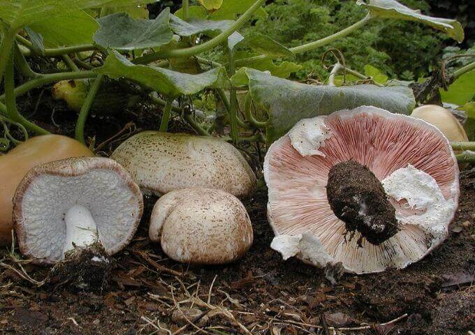 Almond portobello mushrooms by Nathan Wilson