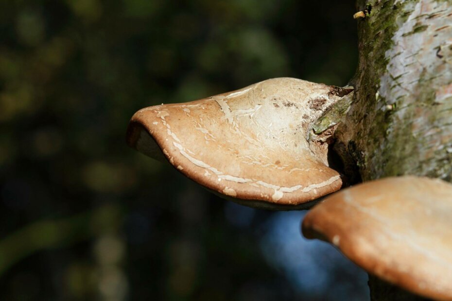 Birch polypore is a medicinal mushroom you should know