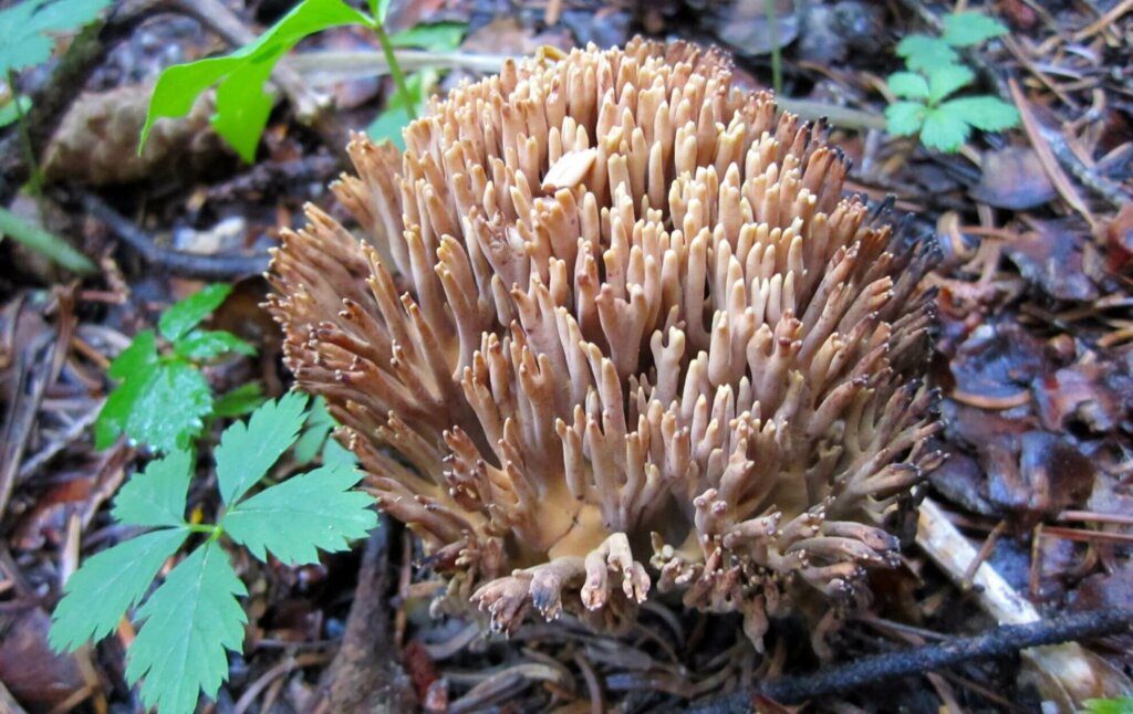 Coral mushrooms