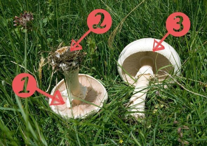 Field mushroom signs