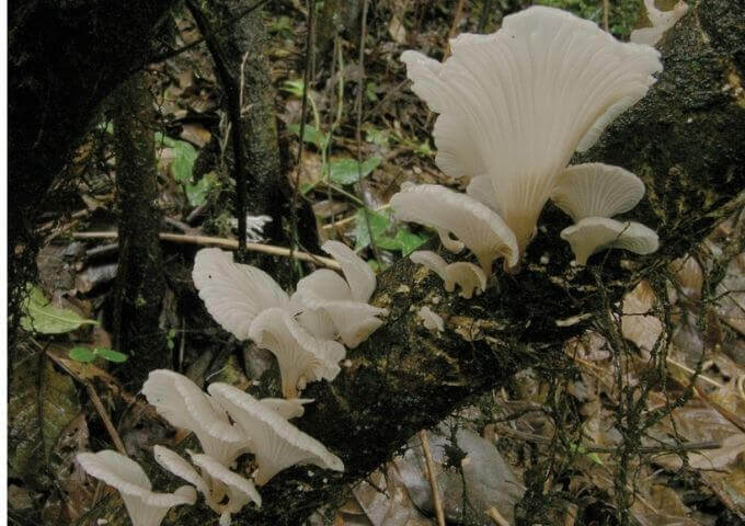 Trogia venetata mushroom on a branch in Yunnan