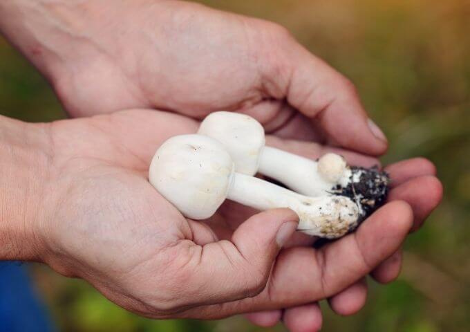 White mushrooms being held