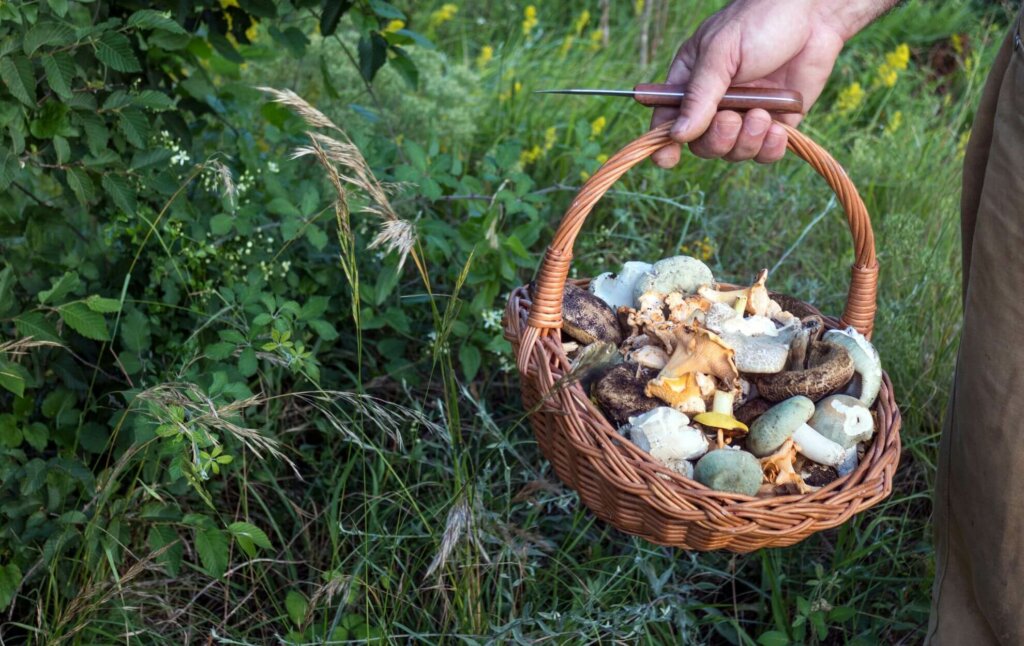  basket for mushroom hunting