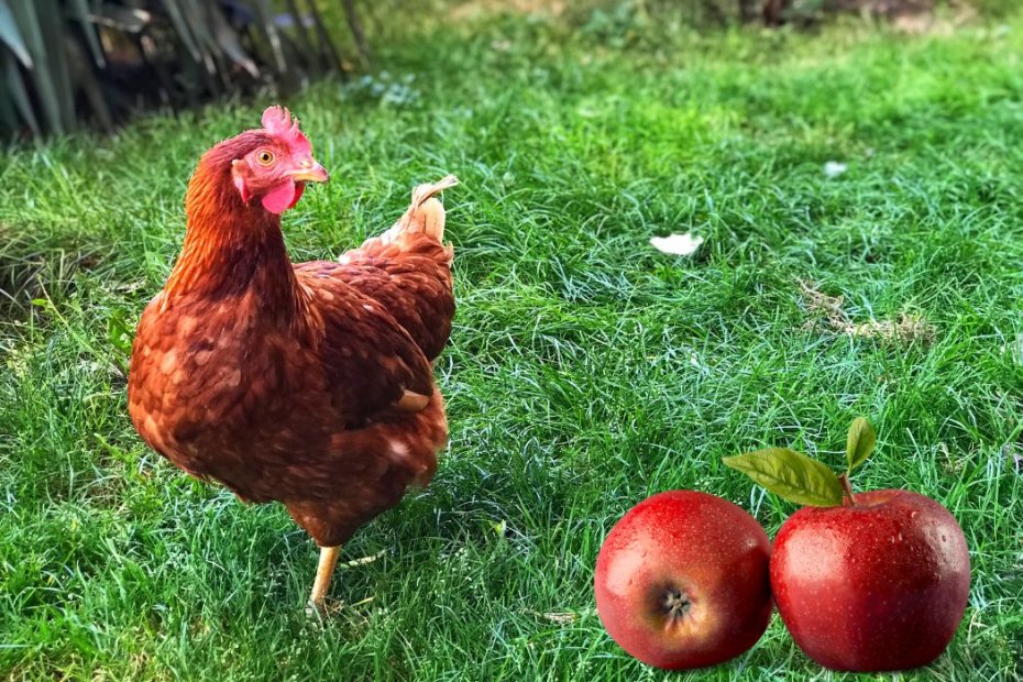 Can Chickens Eat Apples Safely