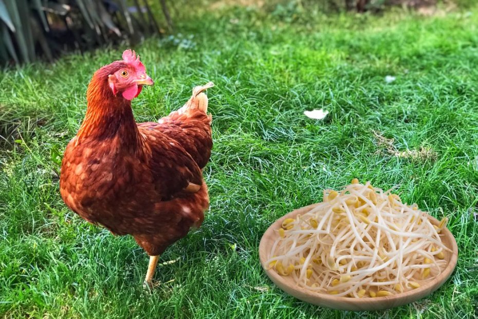 Can Chickens Eat Bean Sprouts