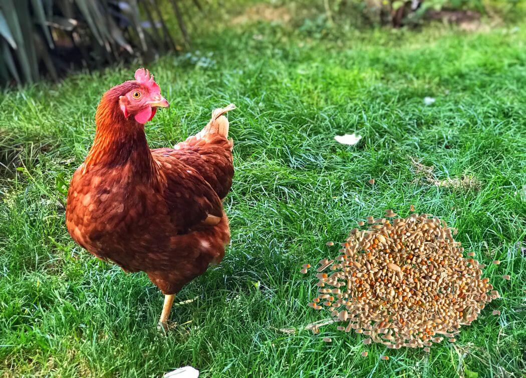 Can Chickens Eat Bird Seed