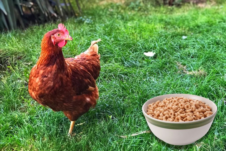 Can Chickens Eat Cheerios