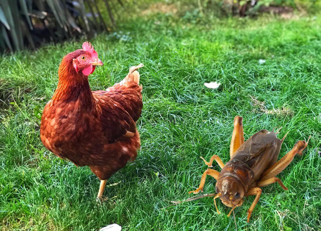Can Chickens Eat Crickets