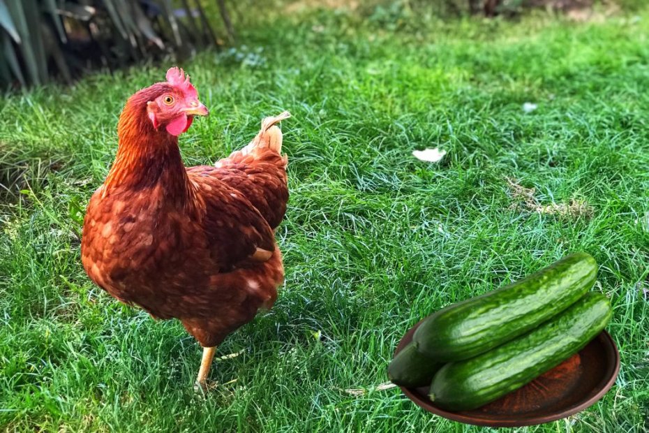 Can Chickens Eat Cucumbers