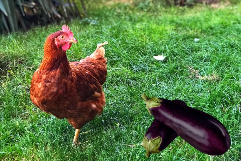 Can Chickens Eat Eggplant