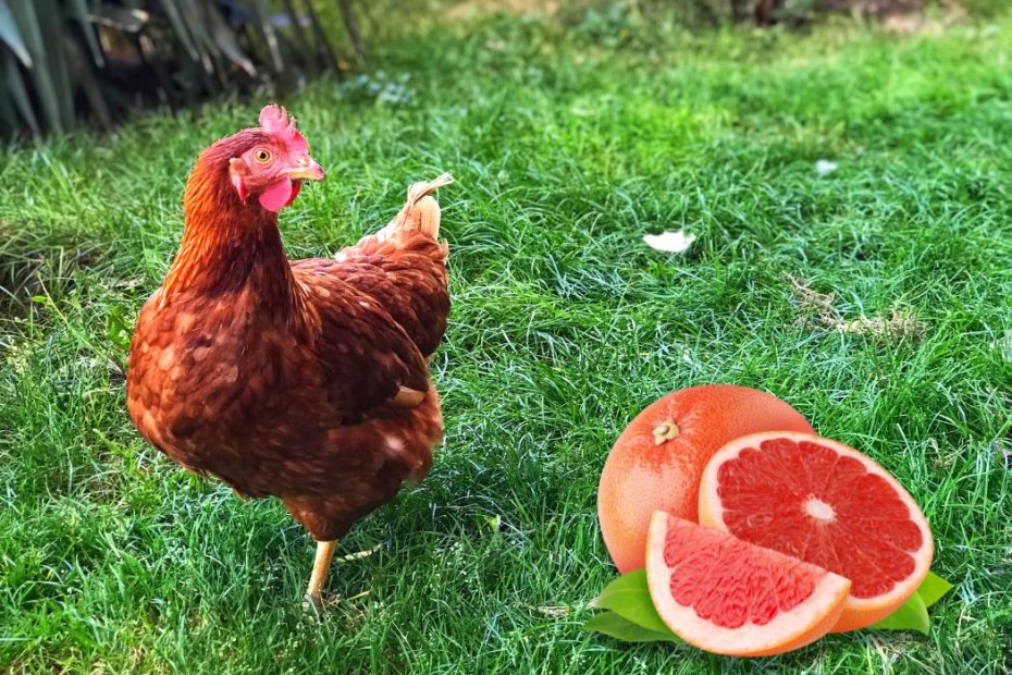 Can Chickens Eat Grapefruit