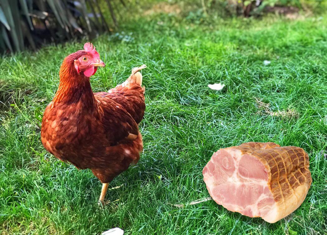 Can Chickens Eat Ham