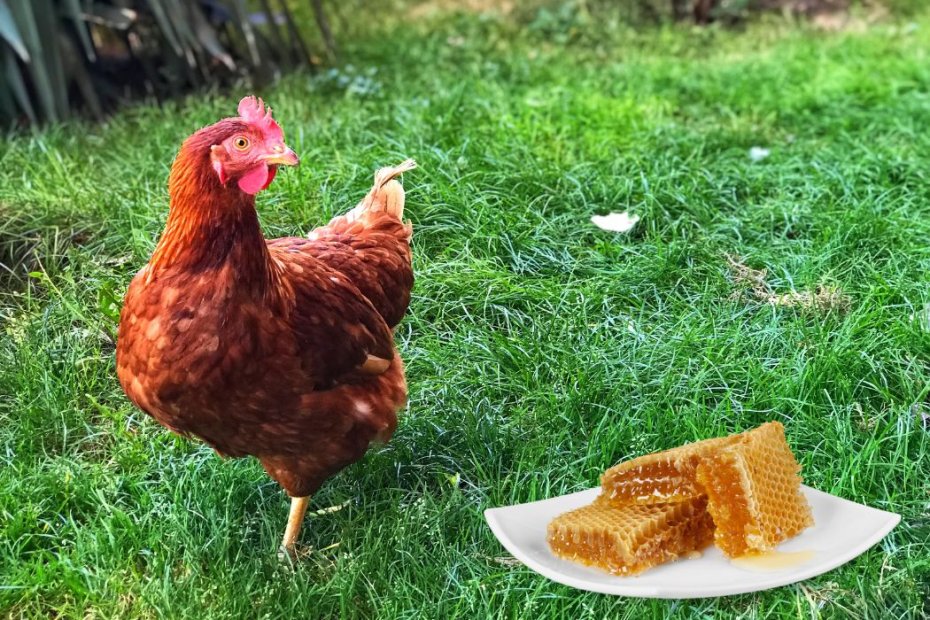 Can Chickens Eat Honey