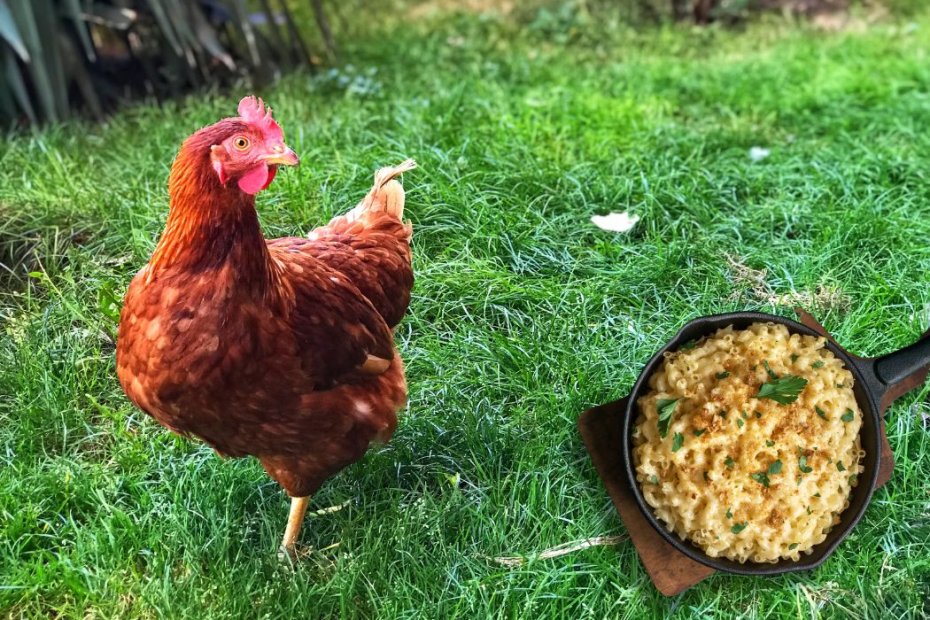 Can Chickens Eat Mac and Cheese