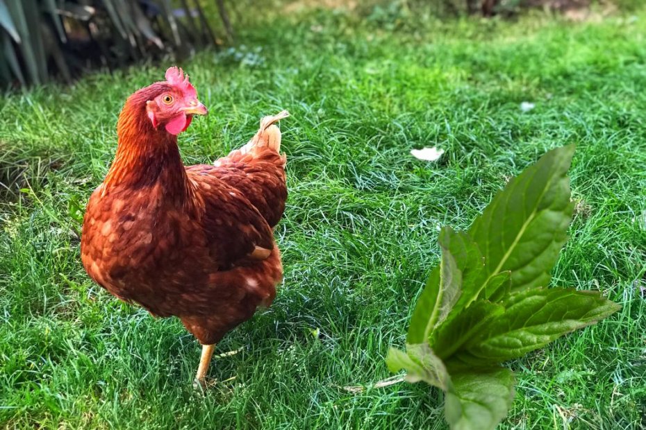 Can Chickens Eat Mint