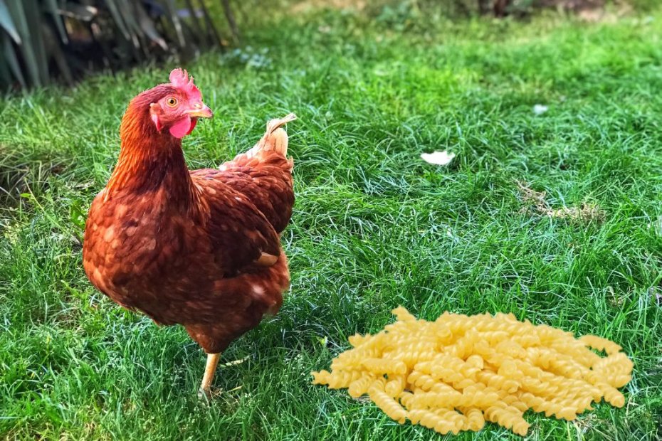 Can Chickens Eat Pasta