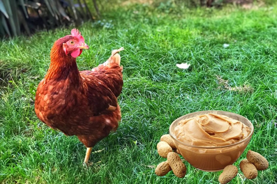 Can Chickens Eat Peanut Butter