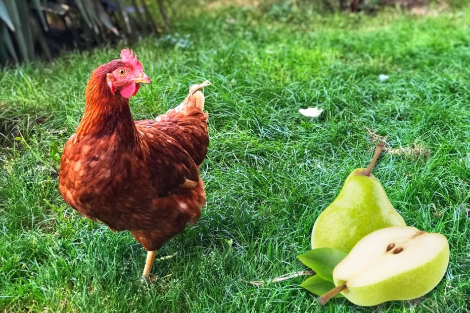 Can Chickens Eat Pears