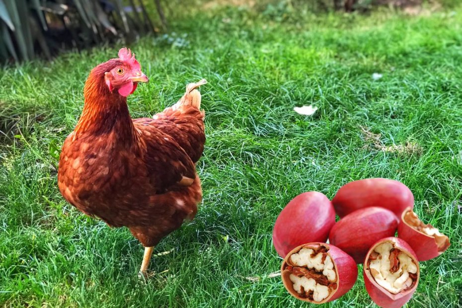 Can Chickens Eat Pecans