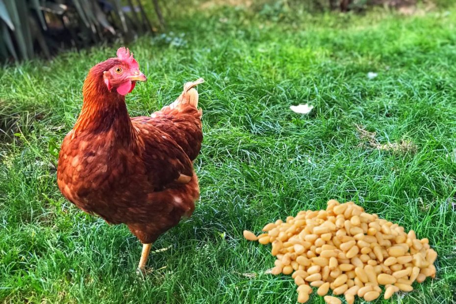 Can Chickens Eat Pine Nuts