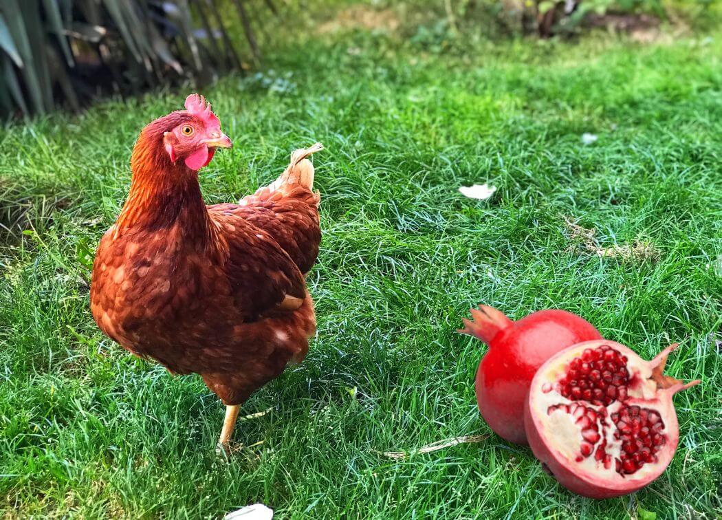 Can Chickens Eat Pomegranate
