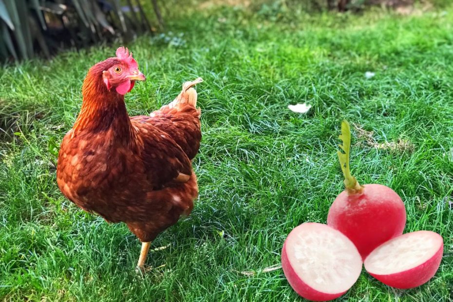 Can Chickens Eat Radishes