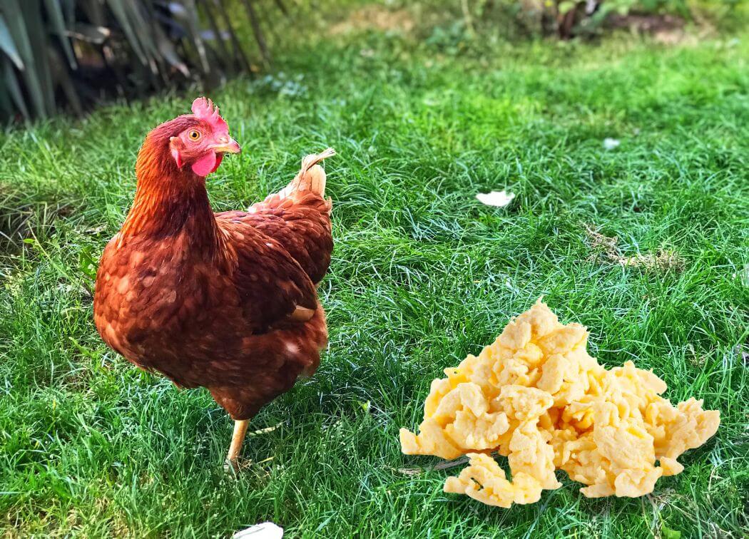 Can Chickens Eat Scrambled Eggs