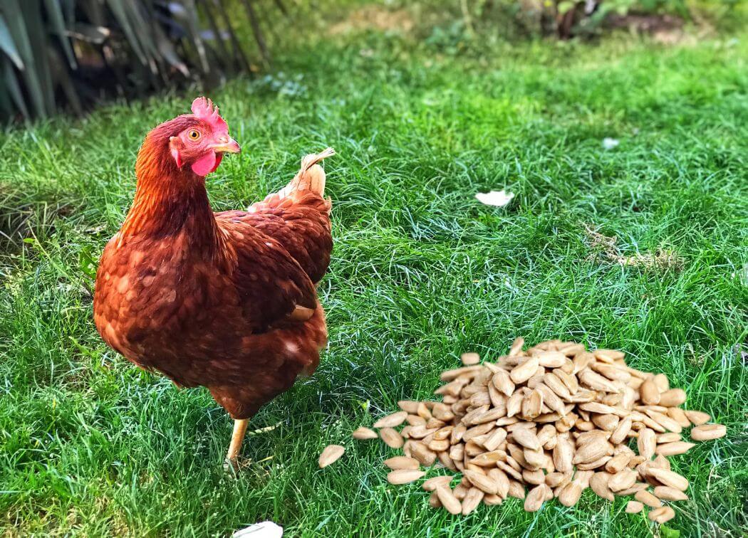 Can Chickens Eat Sunflower Seeds