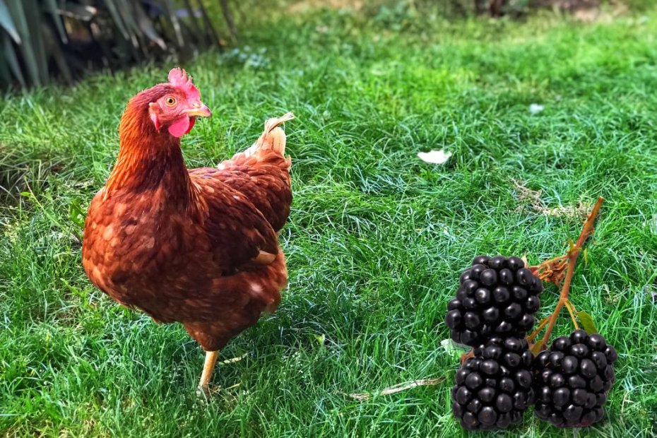 Can I Feed Blackberries to My Chickens