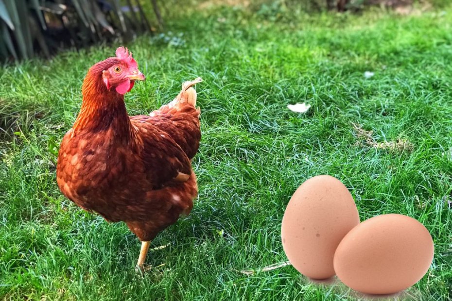 How Many Eggs Does a Chicken Lay