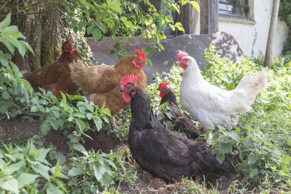 How To Keep Chickens Out of Your Garden