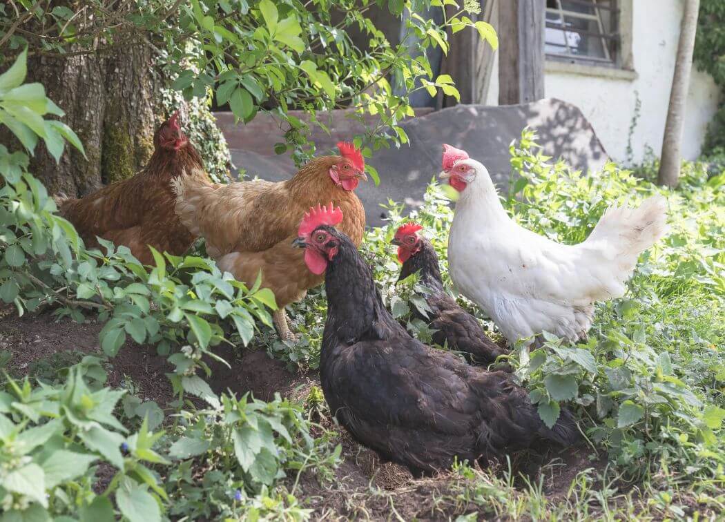 How To Keep Chickens Out of Your Garden