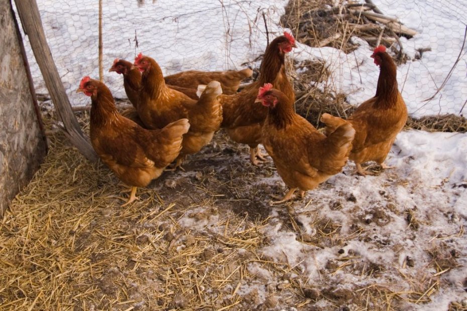 How To Keep Chickens Warm in Winter
