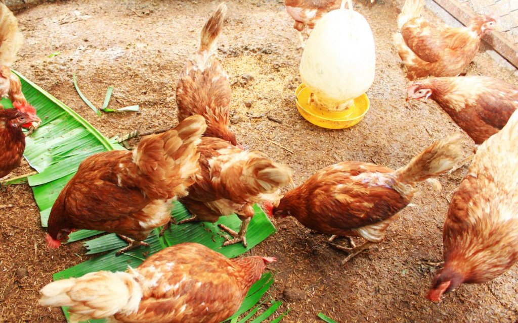 How to Grow Bean Sprouts for Chickens