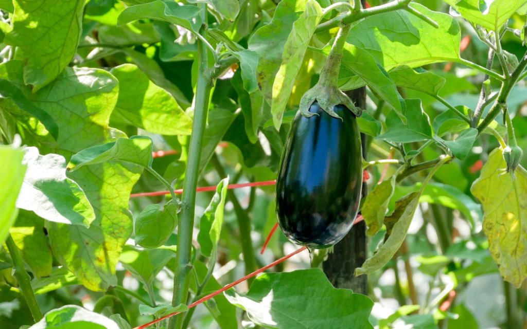 Is raw eggplant safe for chickens 