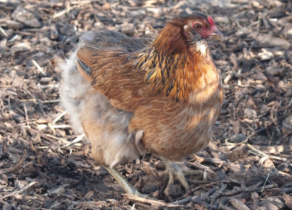 Origin of The Araucana Chicken Breed