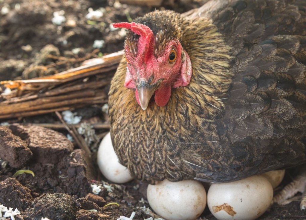 Poor Nutrition Affects Egg Production