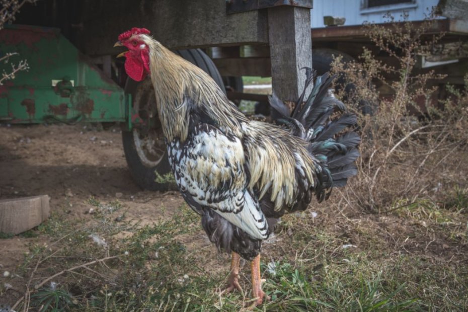 The Ultimate List of Heritage Chickens