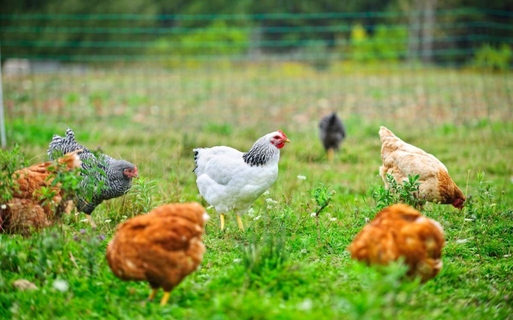 Tips To Take Care of While Feeding Crickets to Your Chickens
