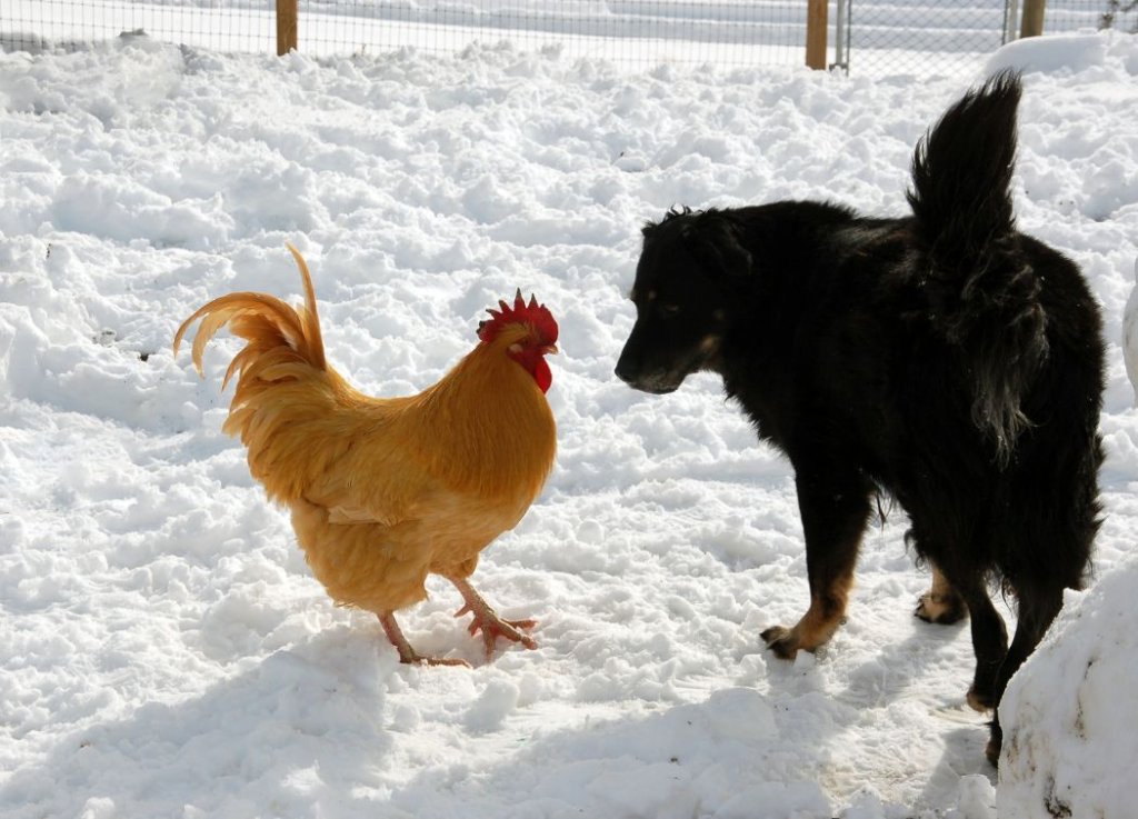 What To Do for your chickens when it gets cold