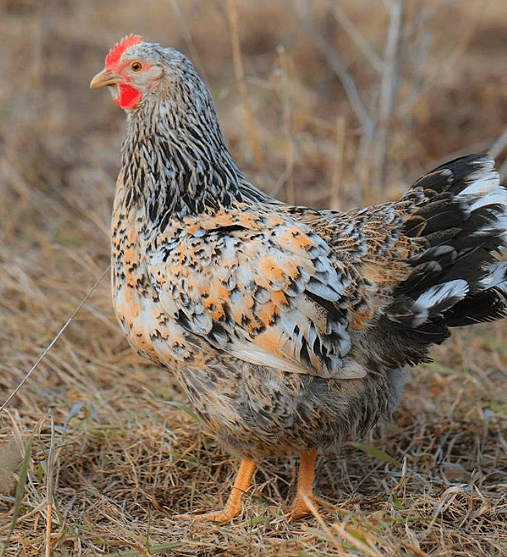 IDAHO Chicken coop Law