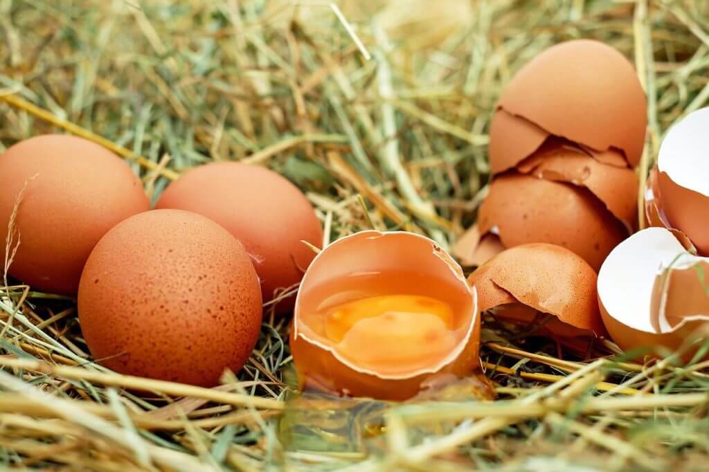 Does the season of the year or the climate affect egg laying