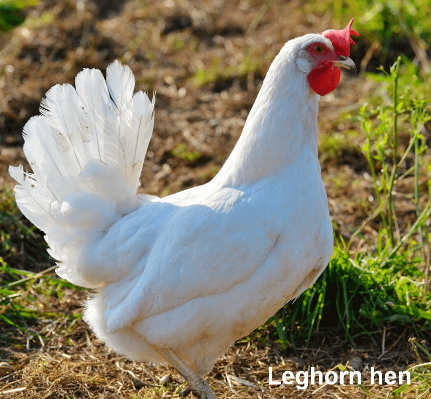 The Leghorn chicken
