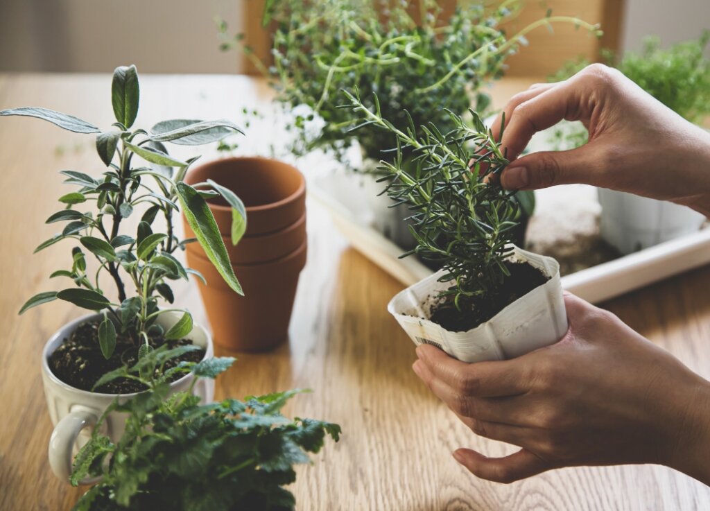 Choosing Herbs To Plant Together