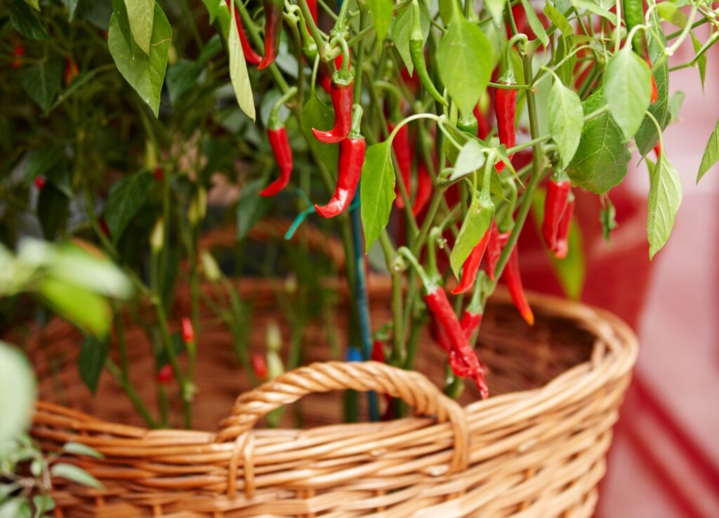 Factors to Consider When Planting Chillies