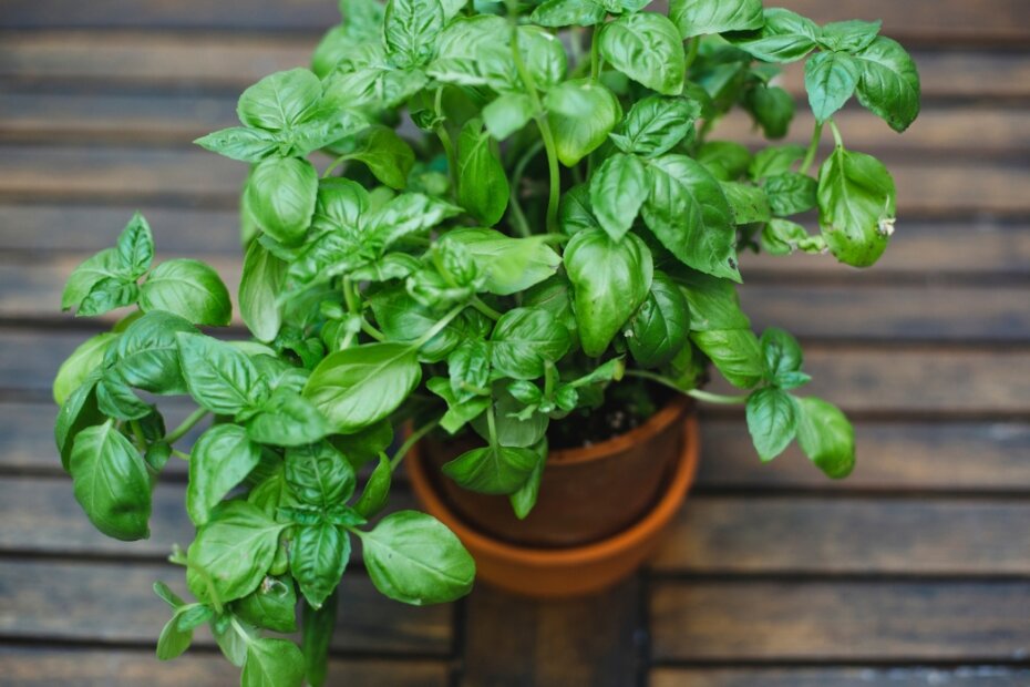 Growing Basil from Seed