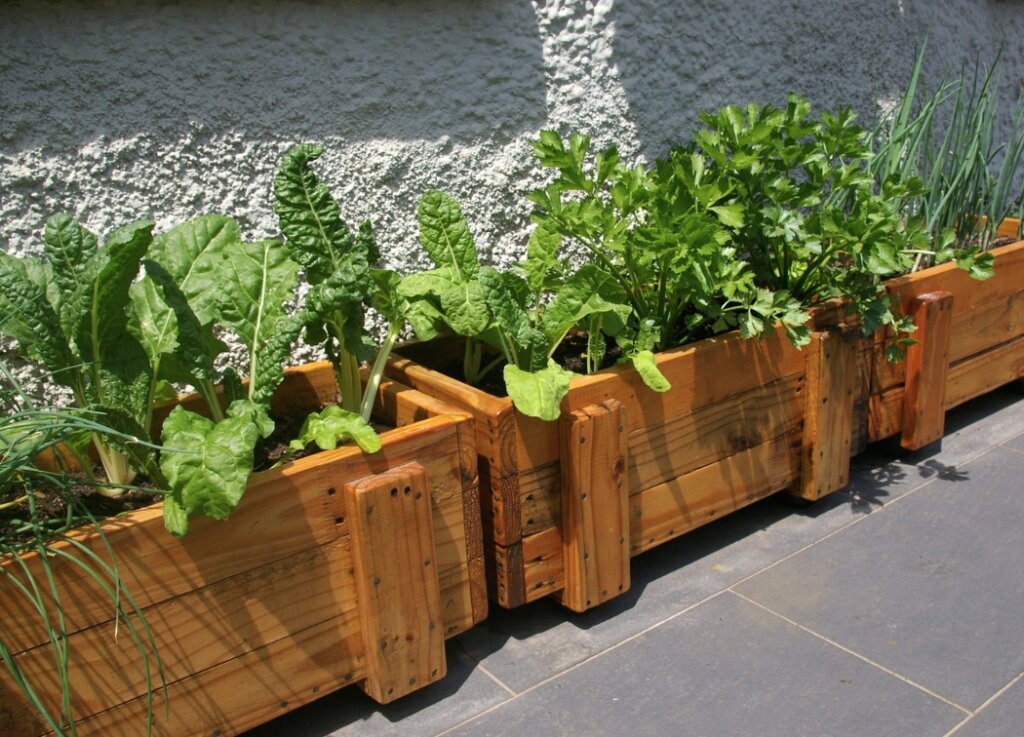 Herbs That You Can Plant Together