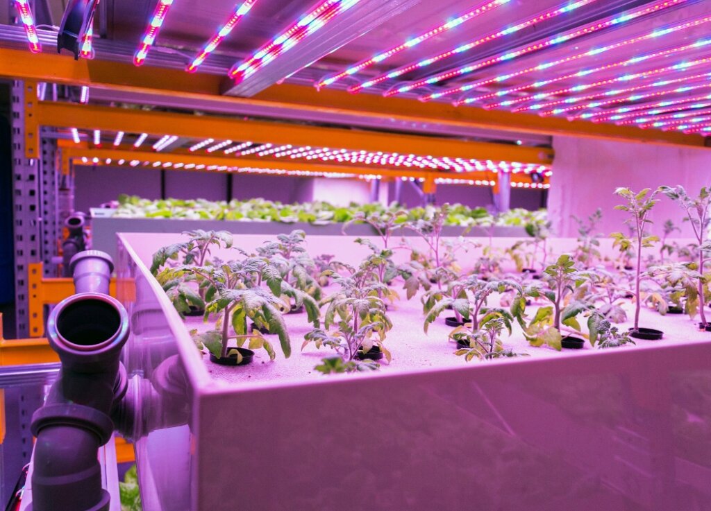 Plants That Can Grow Well Under Artificial Lights