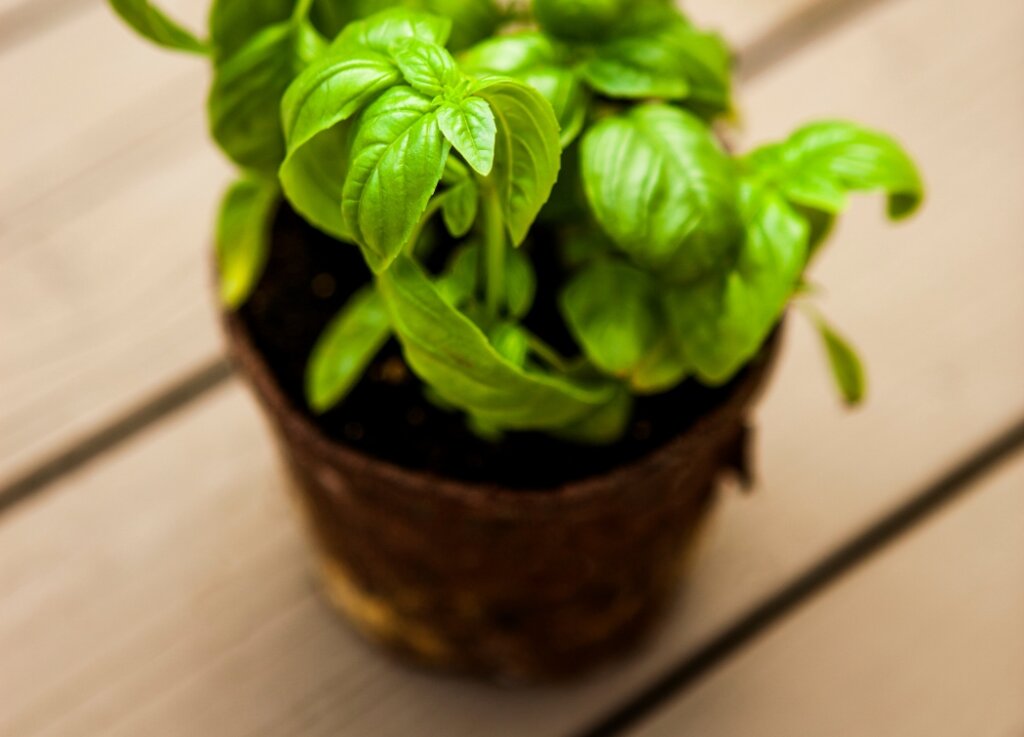 Ways to Care for Your Basil Plants